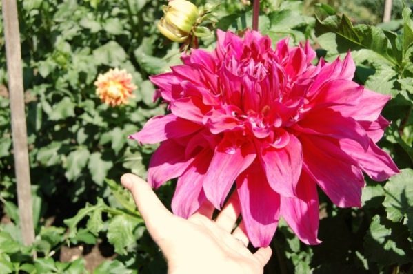 Dahlia flower steady efforts good habits-- thethreeyearexperiment.com