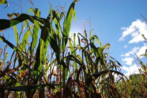 corn husks--www.thethreeyearexperiment.com