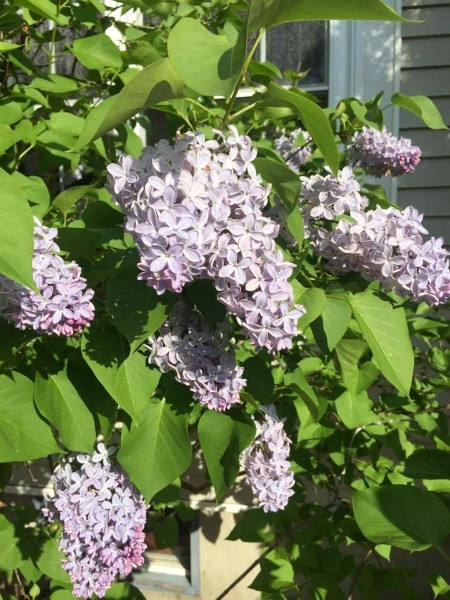 Lilacs--www.thethreeyearexperiment.com