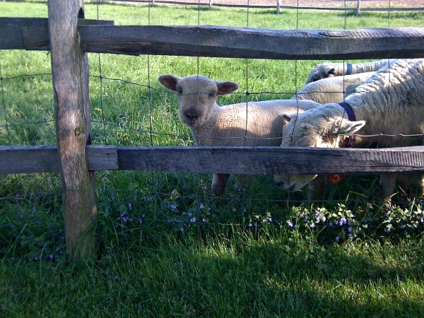 lambs--www.thethreeyearexperiment.com