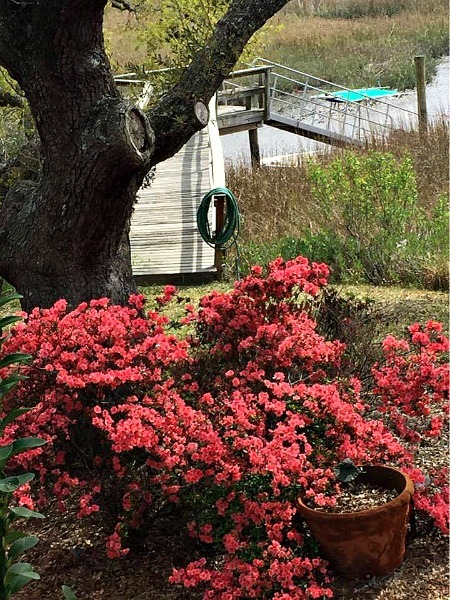 azaleas Charleston--www.thethreeyearexperiment.com