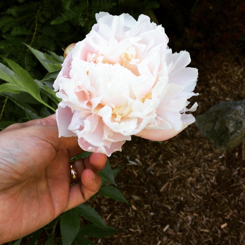 White peony--www.thethreeyearexperiment.com