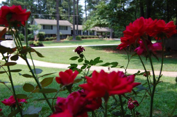 Our old neighborhood in Atlanta. www.thethreeyearexperiment.com
