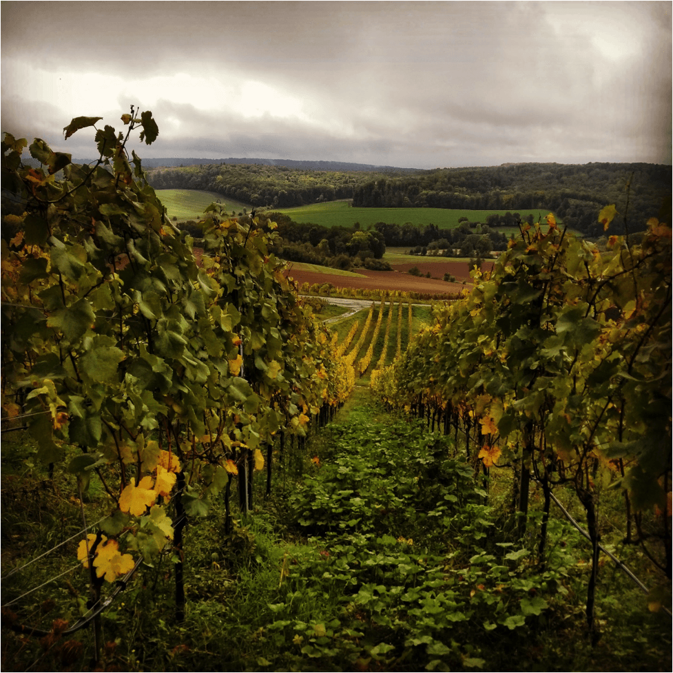 Heitlinger vineyards--www.thethreeyearexperiment.com