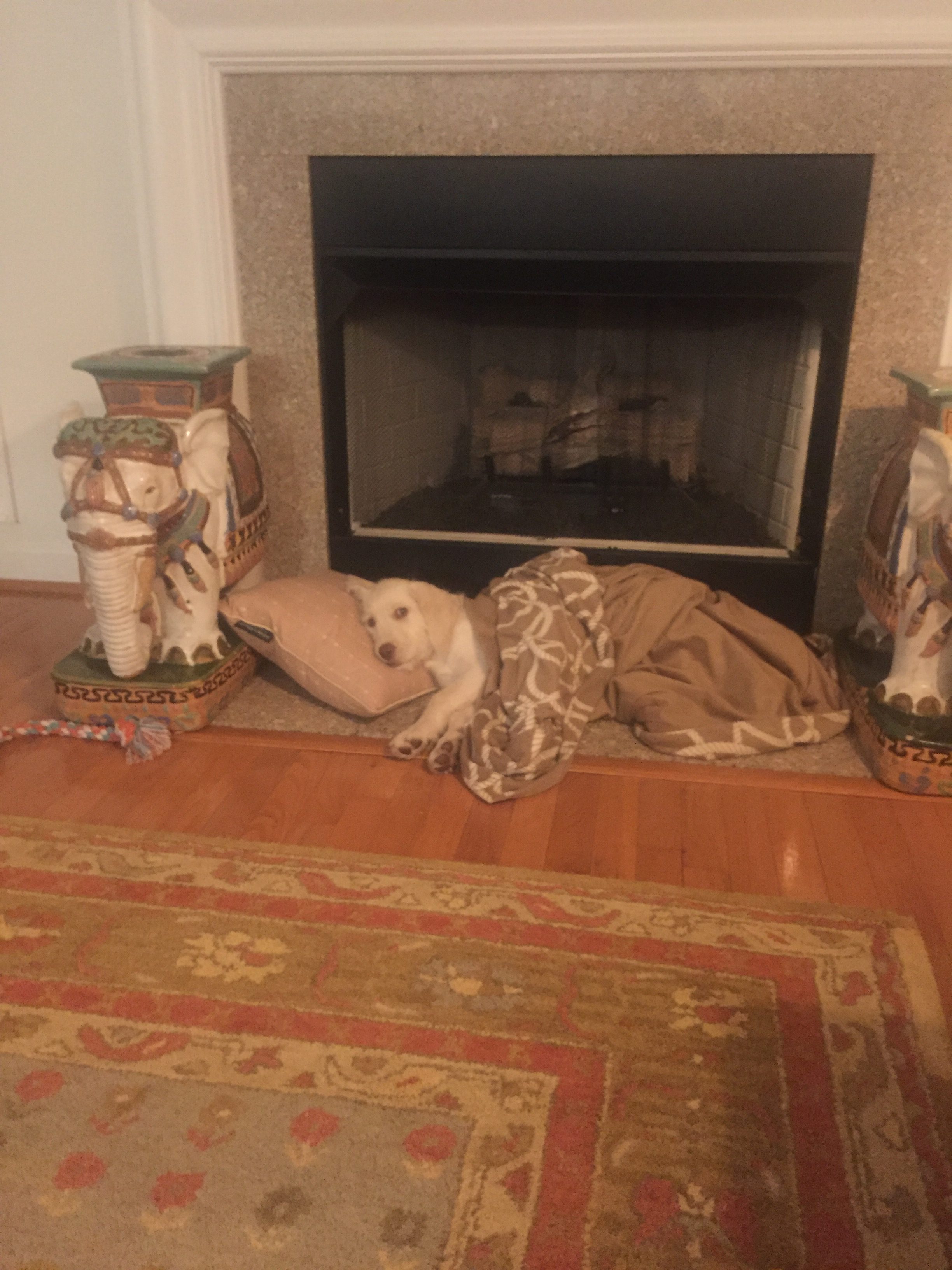 Spoiled dog www.thethreeyearexperiment.com