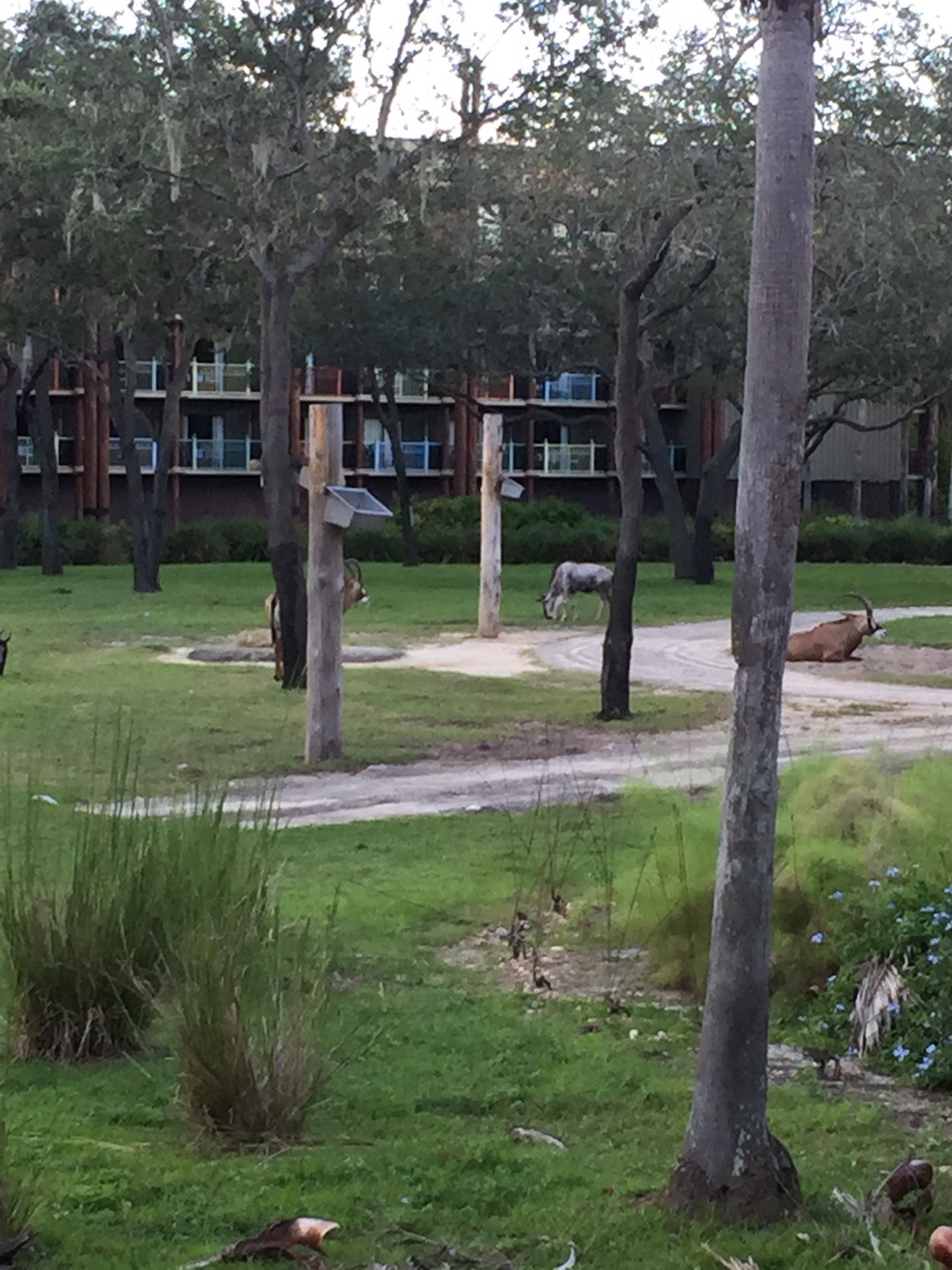 Animal Kingdom lodge outside www.thethreeyearexperiment.com