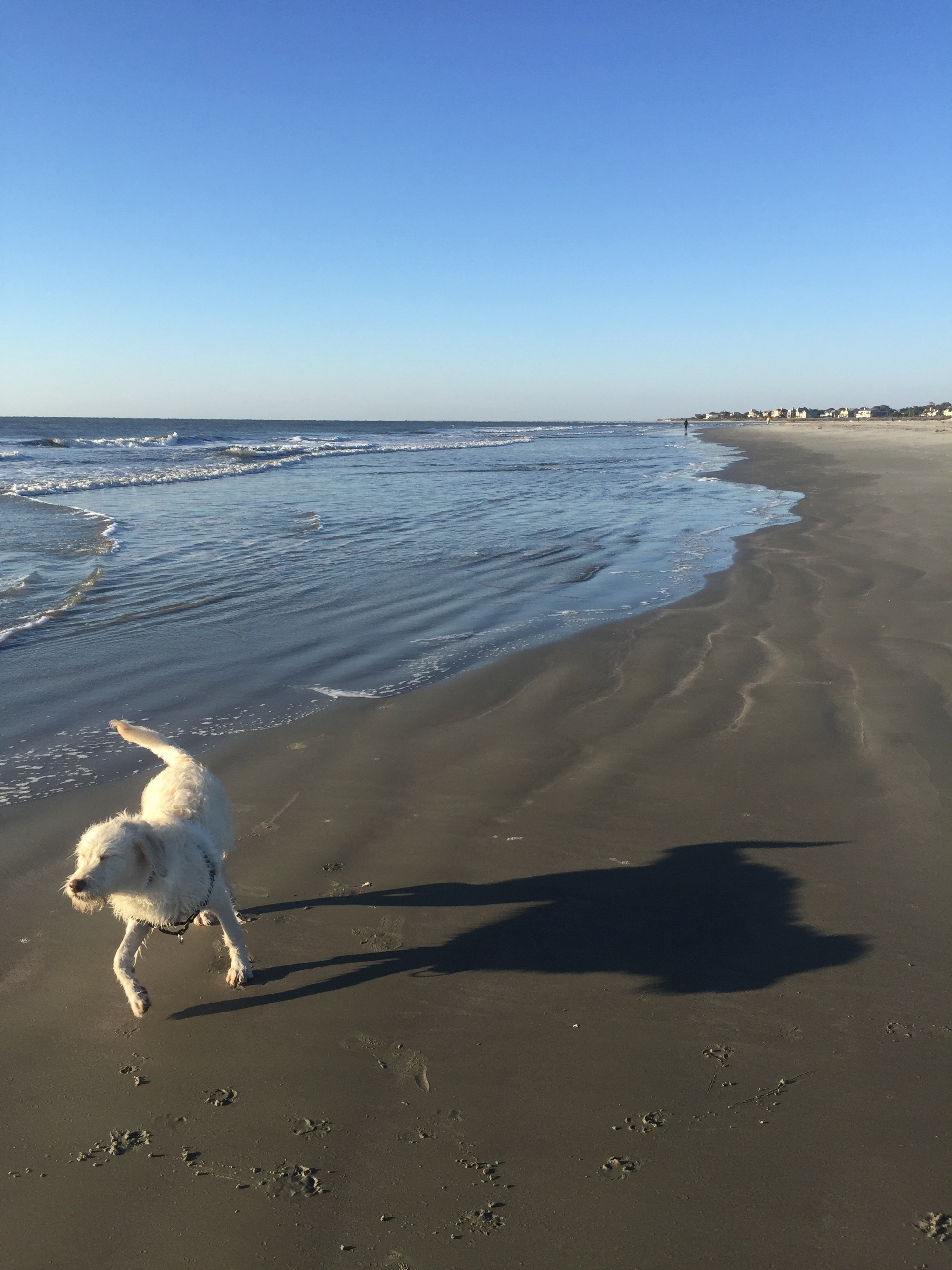 Labradoodle beach www.thethreeyearexperiment.com